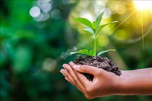 چهار هزار و 200 اصله درخت سهم شرکت گاز استان آذربایجان شرقی از پویش ملی ایران سرسبز
